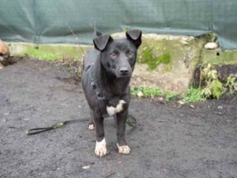 Shannon-Neugierig und doch ein bisschen vorsichtig