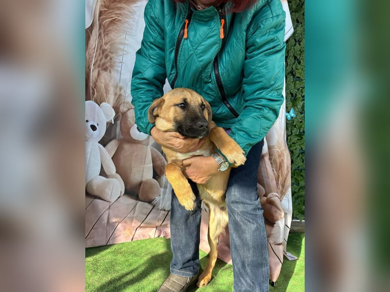 KNOX- sehr menschenbezogen, verschmust, liebesbedürftig bereit für seine Für-immer-Familie