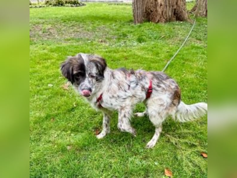 MAGGIE-sucht ein Menschenherz, das ihr die Welt zeigt