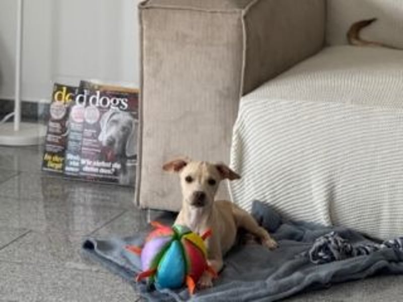 Sonnenschein NIRVANA ist bereit für sein liebevolles "Für-immer-Zuhause"