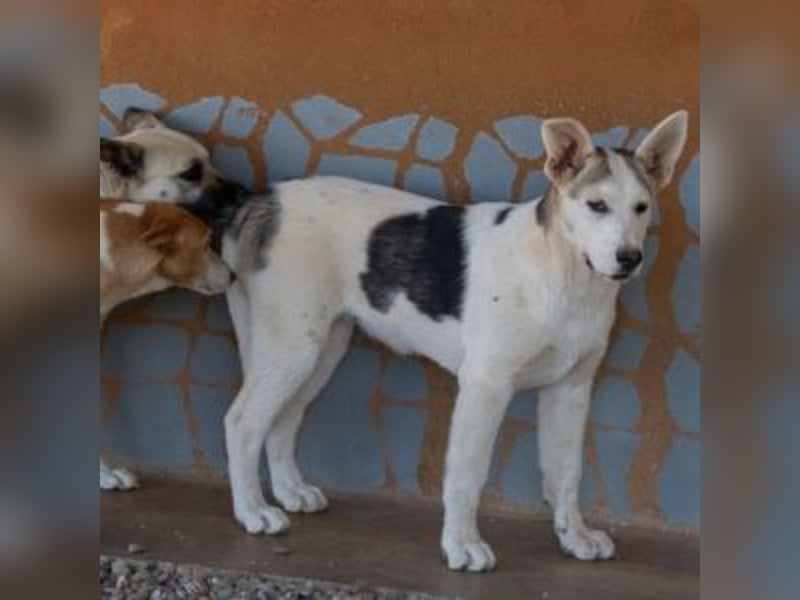 Liebe PUMBA-absolut liebevoll,eher ruhig,gesund und gestärkt wartet sie sehnsüchtig auf ihre Familie