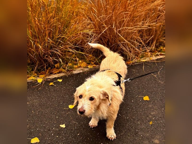 Süße JUNO sucht ihre liebevolle Für-immer-Familie