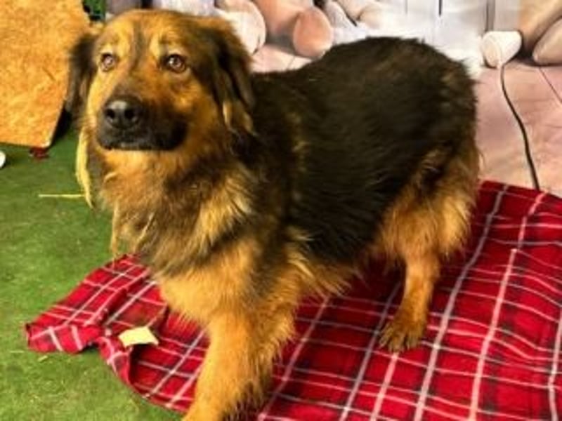 BOBBY-sucht Menschen, die ihm zeigen, was Leben auch sein kann