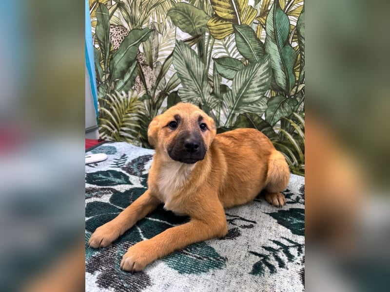 Lilly – will in einem Zuhause groß werden