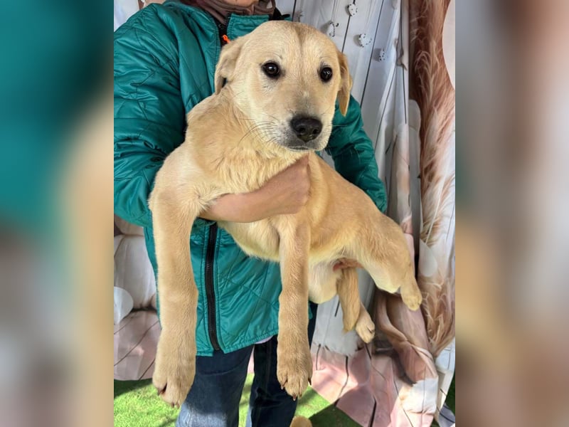 ZOE- verschmust, lieb, menschenbezogen, bereit für ihre liebevolle Für-immer-Familie