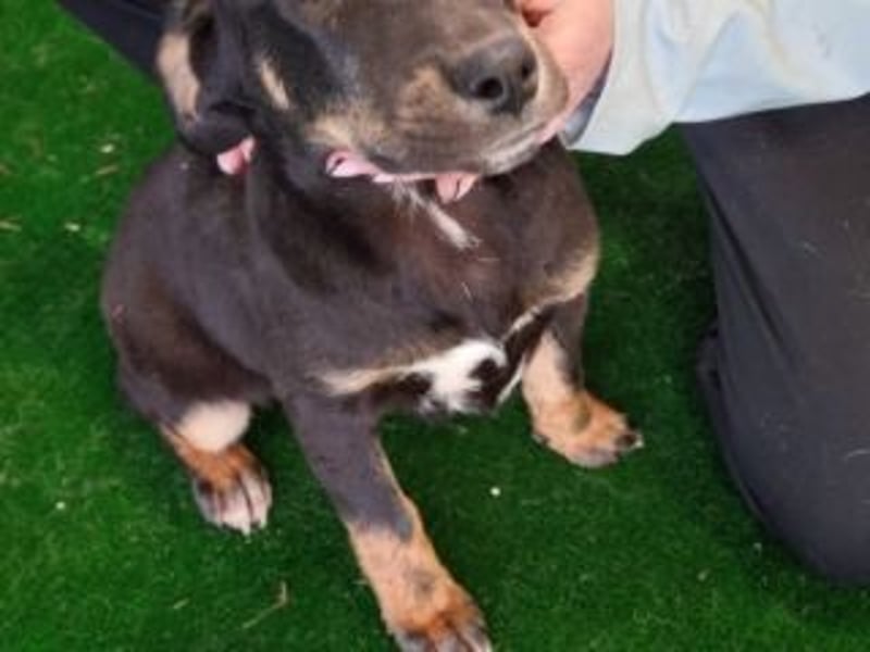 OLAF-überaus liebenswürdigen schokoladenfarbenen Mischlingsrüde