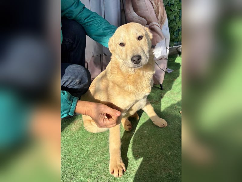 ZOE- verschmust, lieb, menschenbezogen, bereit für ihre liebevolle Für-immer-Familie