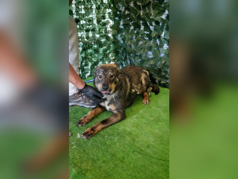 TESSA- Hundemädchen zum liebhaben sucht liebe Für-Immer-Familie