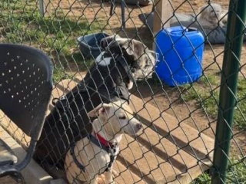 Sonnenschein NIRVANA ist bereit für sein liebevolles "Für-immer-Zuhause"