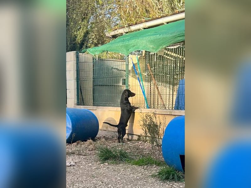 CAPO-ein kleiner,schwarzer Hundejunge,der sofort alle Herzen erobert auf der Suche nach se Familie