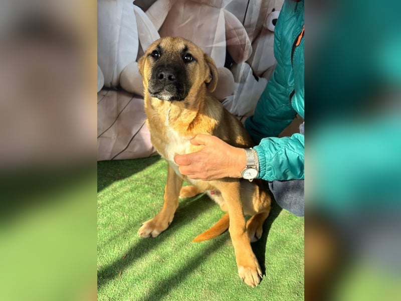 KNOX- sehr menschenbezogen, verschmust, liebesbedürftig bereit für seine Für-immer-Familie