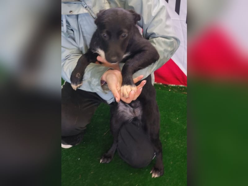 LORETTE - Zuckerschock, die kleine, unscheinbare Lorette sucht liebevolles Für-immer-Zuhause