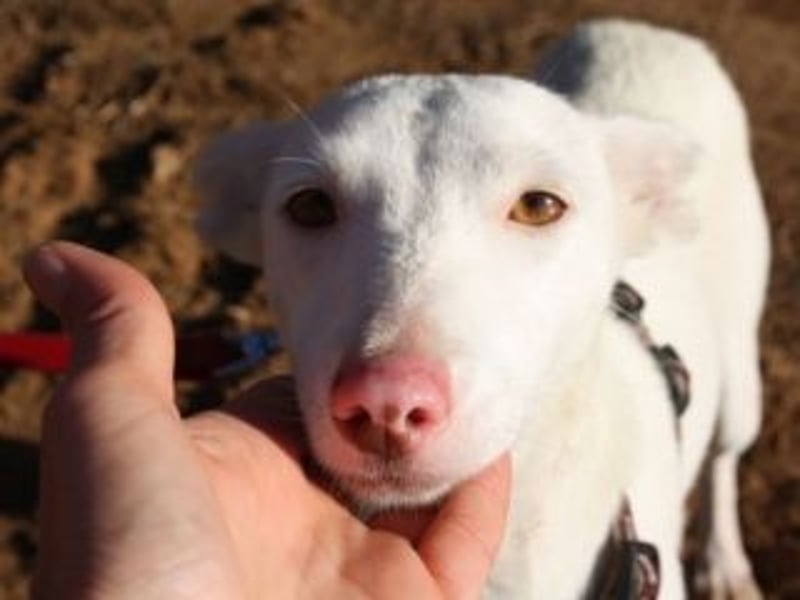 MILA- bezauberndes Wesen besticht auch durch ihre wunderschöne Ausstrahlung