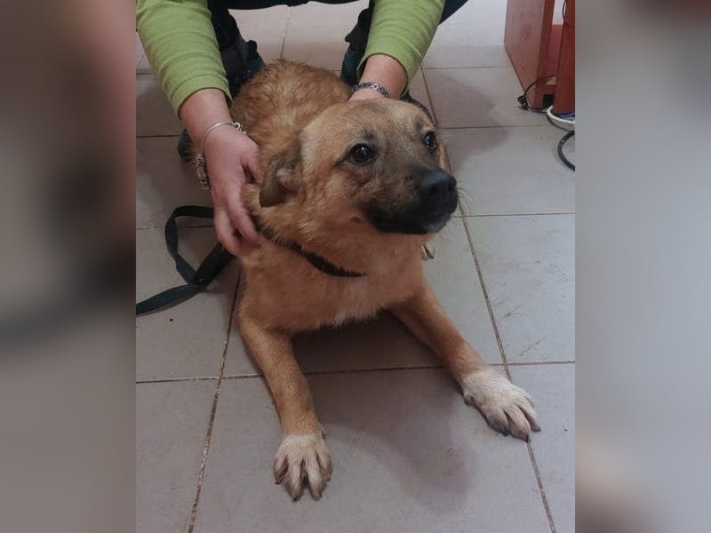 NELLY-Herz aus Gold sucht sehnlichst liebevolles Für-immer-Zuhause