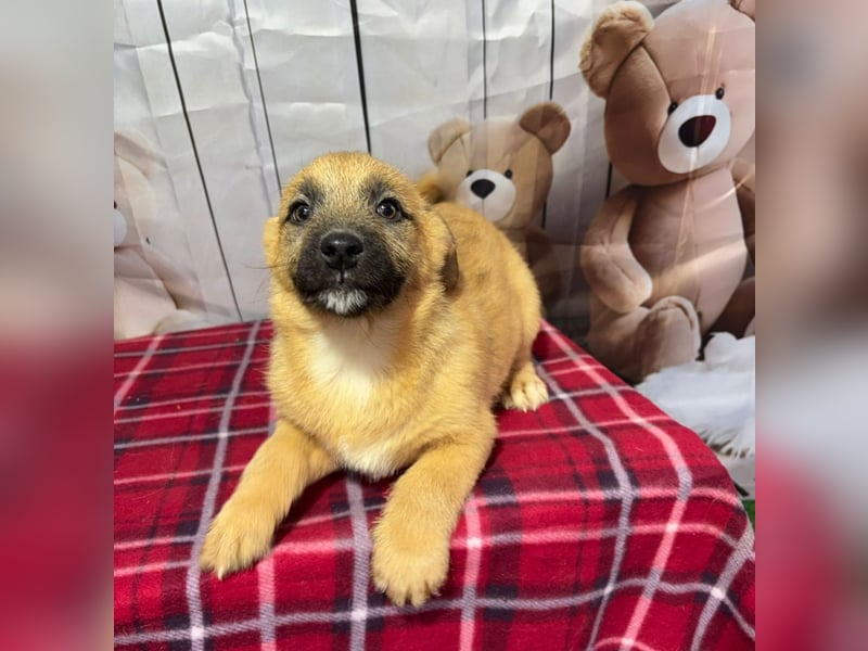 Scout – will endlich mehr erleben als den tristen Tierheimalltag