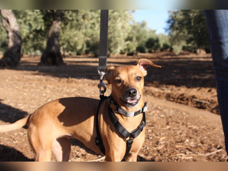 LUNA- pure Lebensfreude trifft mitten ins Herz. Gute-Laune-Mädchen sucht liebevolles Zuhause