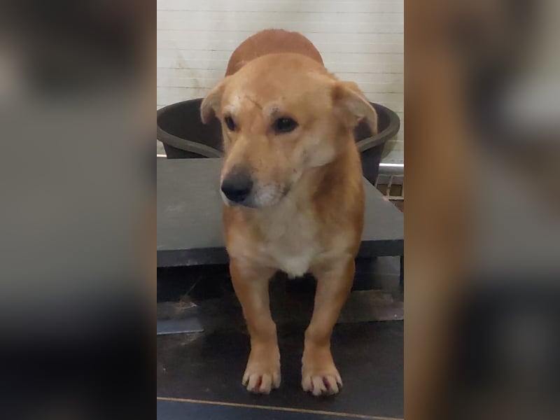 HONEY-feiner Charakter, traurige, braune Kulleraugen auf der Suche nach liebevollem Zuhause