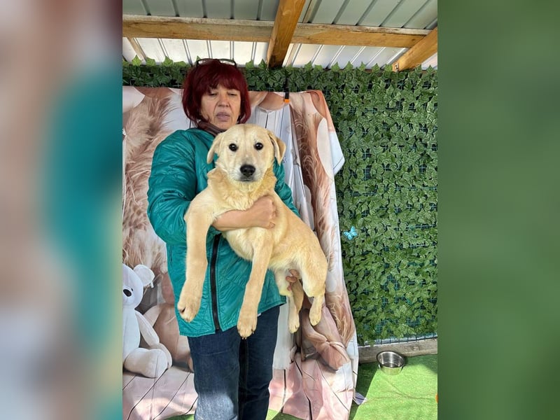 ZOE- verschmust, lieb, menschenbezogen, bereit für ihre liebevolle Für-immer-Familie