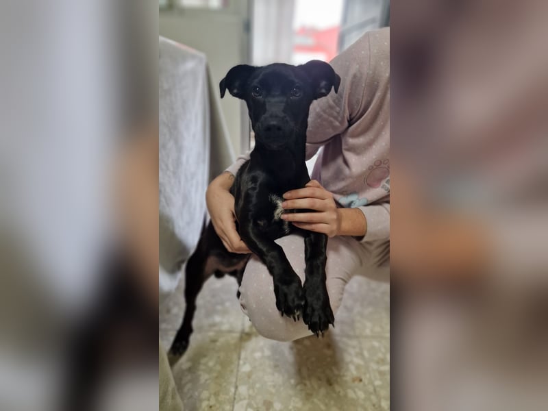 CHICO-sozial,umgänglich,schon gut erzogen sucht er auf gepacktem Köfferchen  sein Für-immer-Zuhause