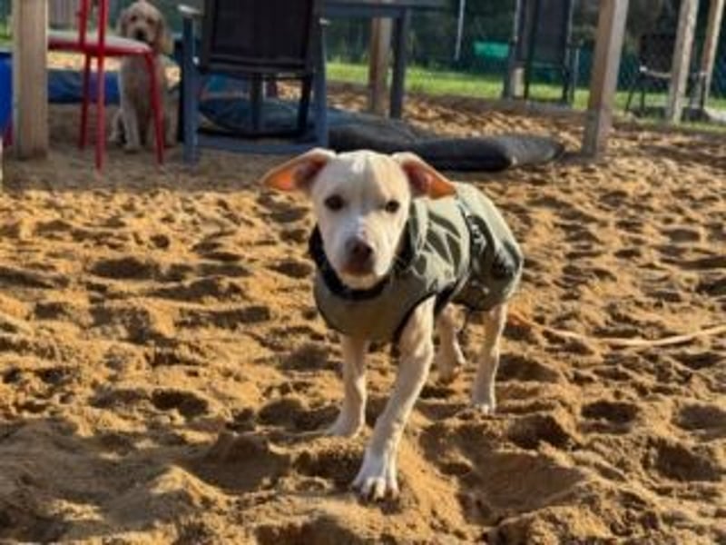 Sonnenschein NIRVANA ist bereit für sein liebevolles "Für-immer-Zuhause"