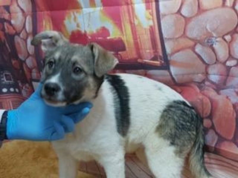 Wer möchte-LUCY-mit Geduld, Humor und Konsequenz den Weg in ein glückliches Leben zu ermöglichen?