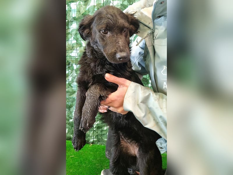 Freundliche MAGGY- wartet auf gepacktem Köfferchen auf ihre liebevolle Familie