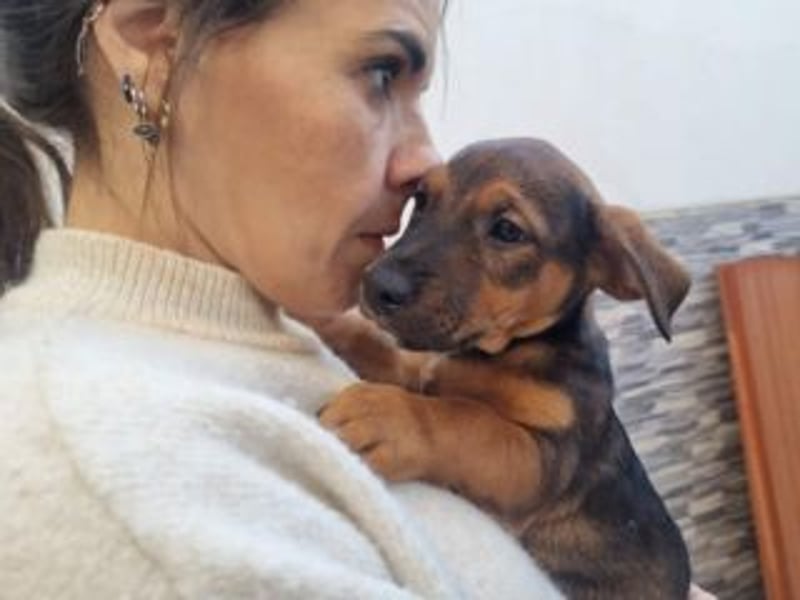 FARAH-kleiner Wirbelwind sucht seine Menschenfamilie