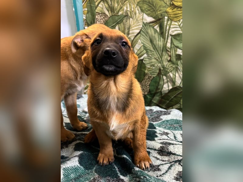 Cooper – bereit für die große Reise ins Glück