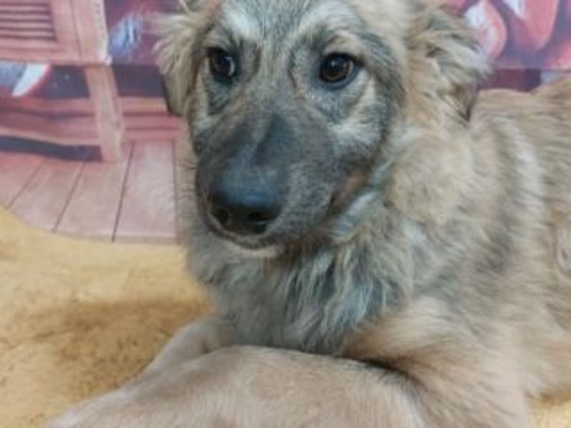 TOBY-sehr freundlich und außerordentlich verschmust