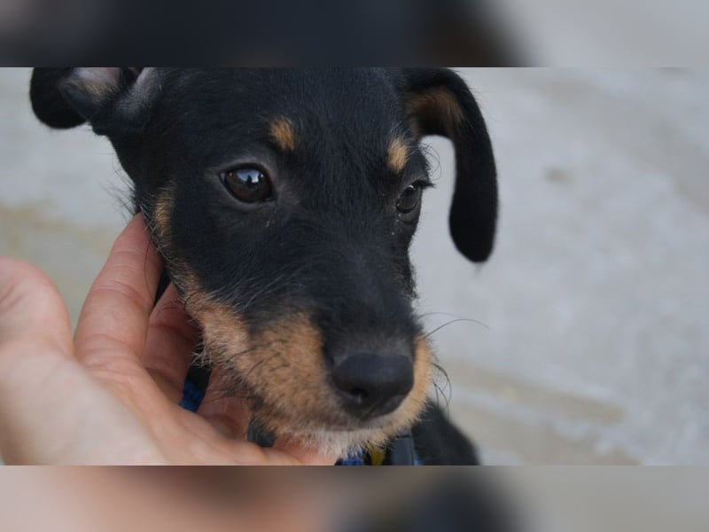 LARISSA - kleine Zaubermaus sucht ihr eigenes Für-immer-Körbchen