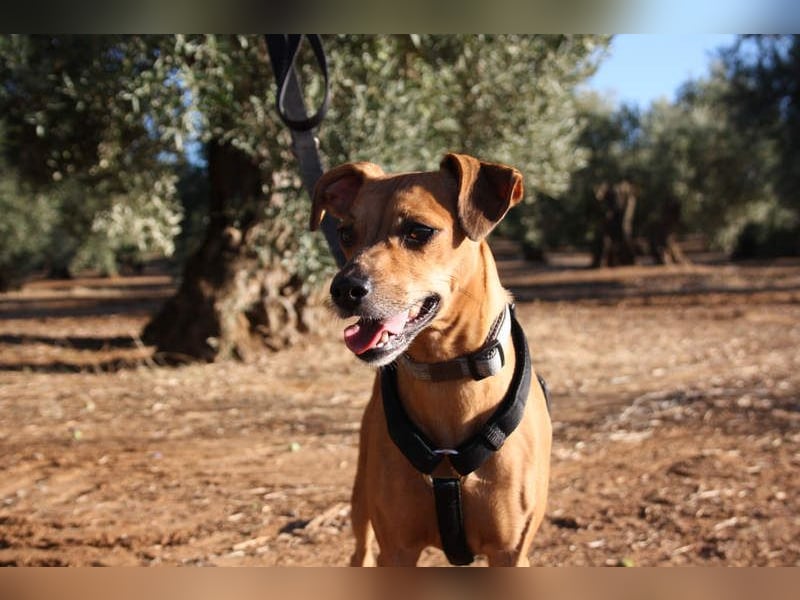 LUNA- pure Lebensfreude trifft mitten ins Herz. Gute-Laune-Mädchen sucht liebevolles Zuhause