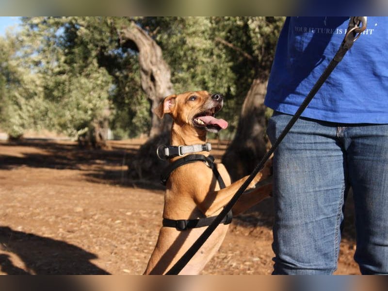 LUNA- pure Lebensfreude trifft mitten ins Herz. Gute-Laune-Mädchen sucht liebevolles Zuhause