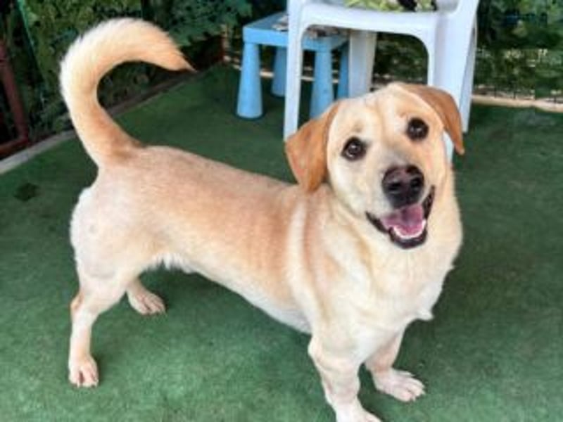 NEMO-sehr verspieltes lustiges kleines Kerlchen