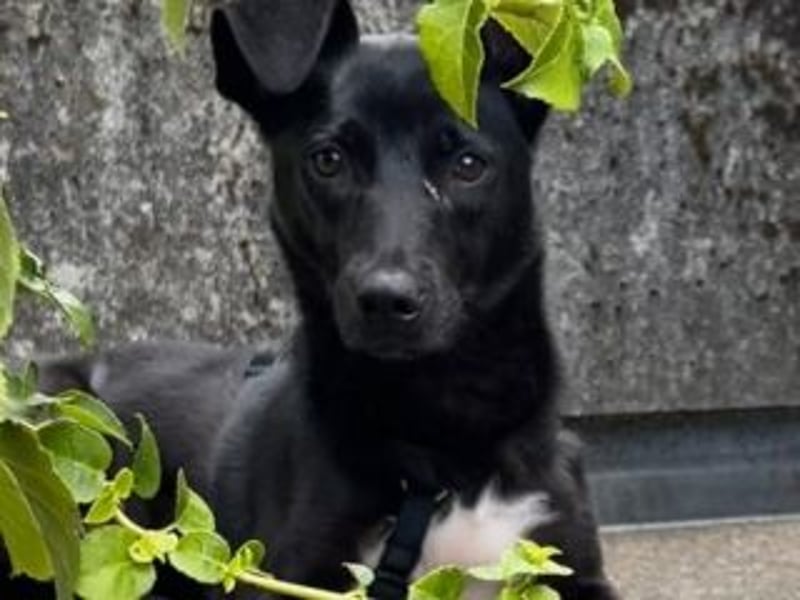 Shannon-Neugierig und doch ein bisschen vorsichtig