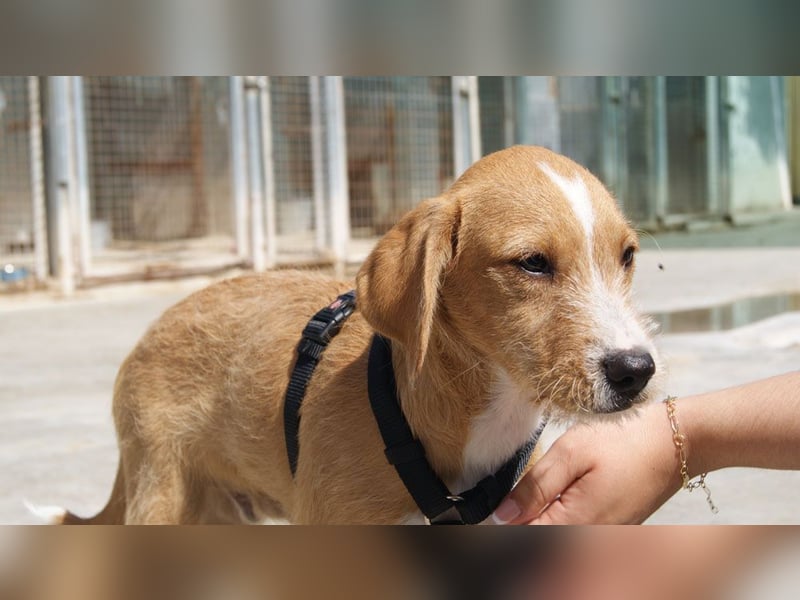 BROWNIE-Ein Herz auf vier Pfoten sucht sein zu Hause für immer