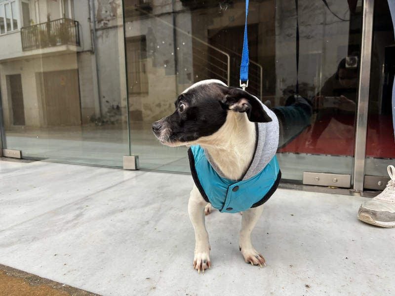 RUMI-kleines Herz auf 4 Pfoten, sanft, ruhig, liebt Kinder und Menschen -wo wartet seine Familie