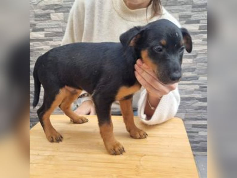 POLO-bald alt genug für seinen guten Start ins Leben