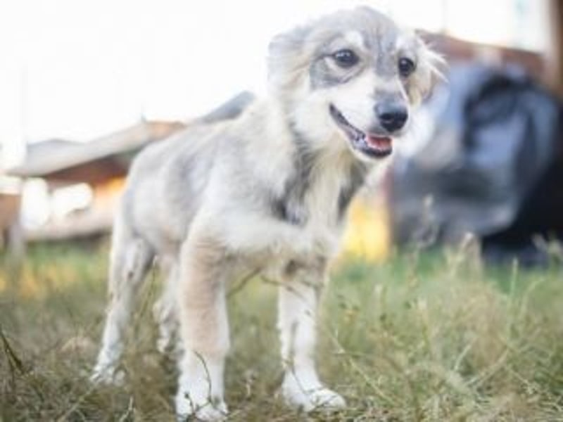 FOXY-eine kleine Hündin, die noch lernen möchte, der Welt zu vertrauen