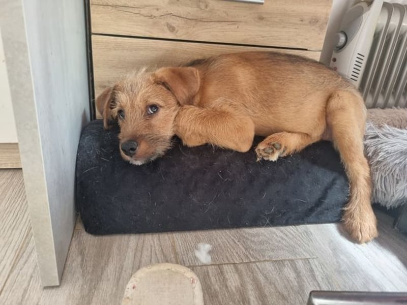 Kleine Robin sucht ihr großes Glück: seit sie In letzter Sekunde dem Schicksal entkommen ist!