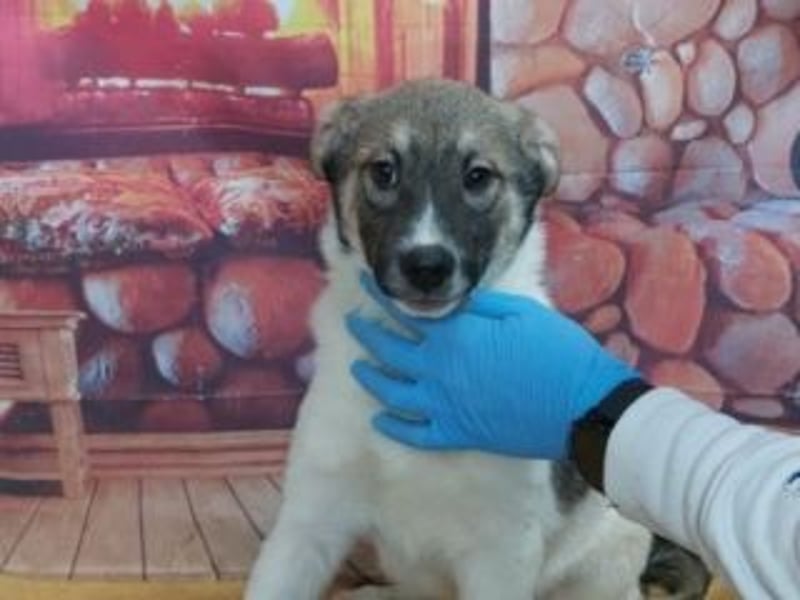 Wer möchte-LUCY-mit Geduld, Humor und Konsequenz den Weg in ein glückliches Leben zu ermöglichen?