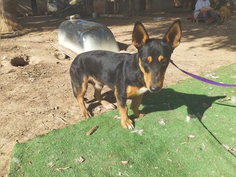 OZZY-fröhliches, offenes, liebenswertes Kerlchen sucht seine "Für-immer-Familie"