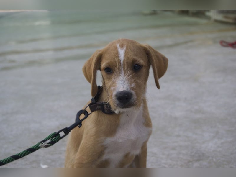BROWNIE-Ein Herz auf vier Pfoten sucht sein zu Hause für immer