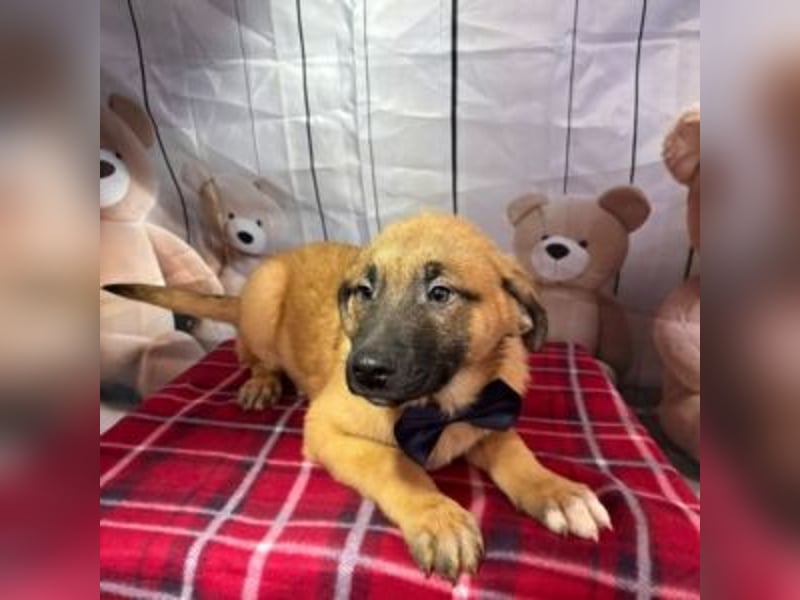 ZORRO-möchte IHR neues Familienmitglied werden!