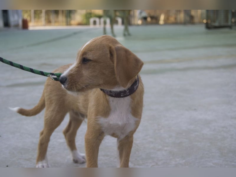 BROWNIE-Ein Herz auf vier Pfoten sucht sein zu Hause für immer