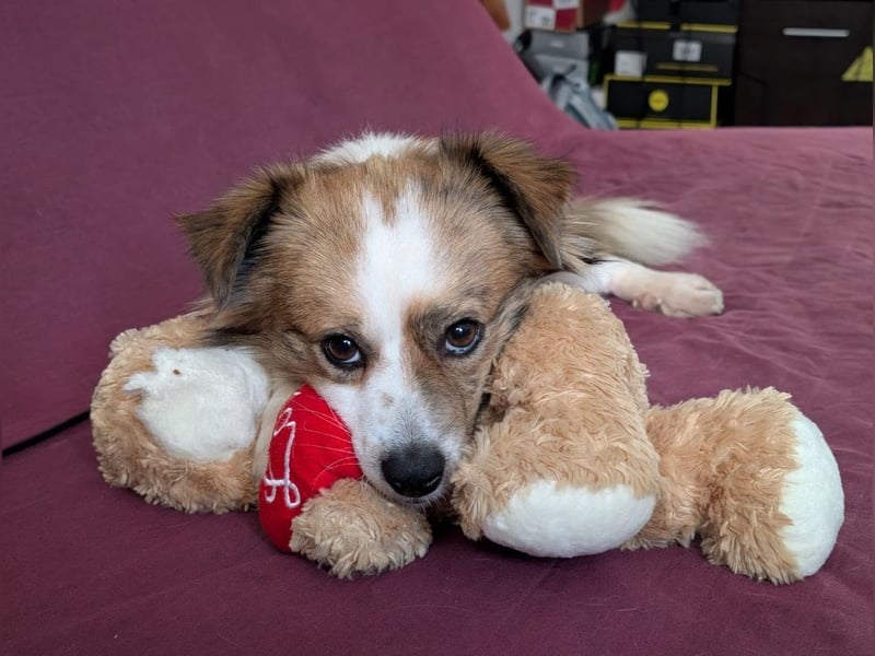 BISCUIT-kleiner Sonnenschein-liebevoll, anhänglich sucht sein liebevolles Für-immer-Zuhause
