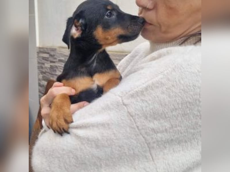 POLO-bald alt genug für seinen guten Start ins Leben