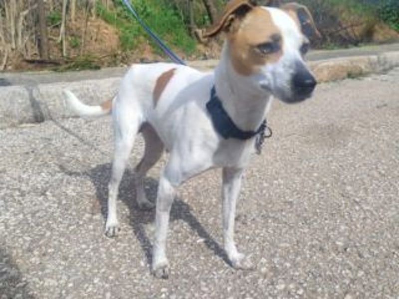 MARTA-kleine Hündin mit einem großen Herzen