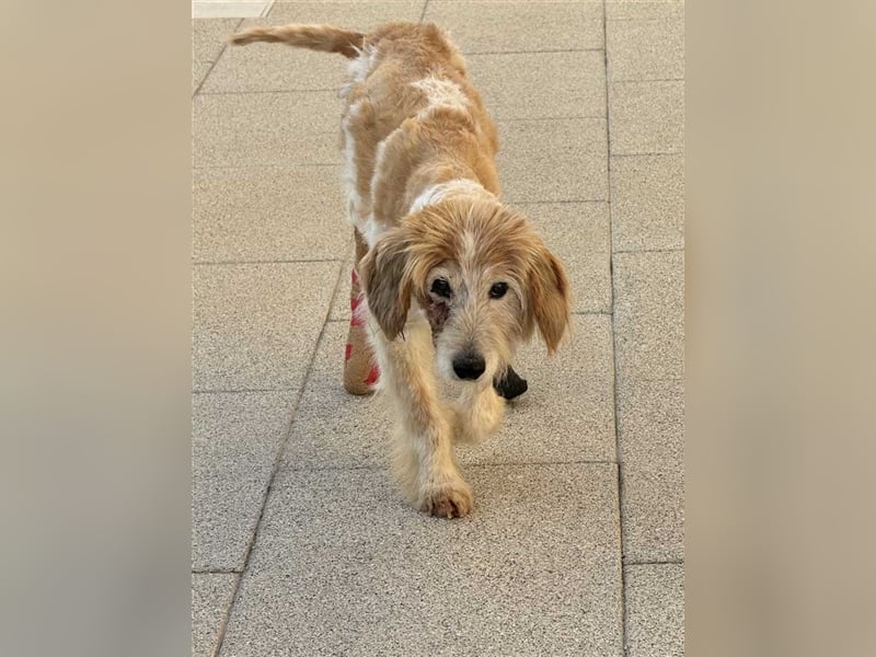 FINLEY-wahrer Engel, tapferer Held