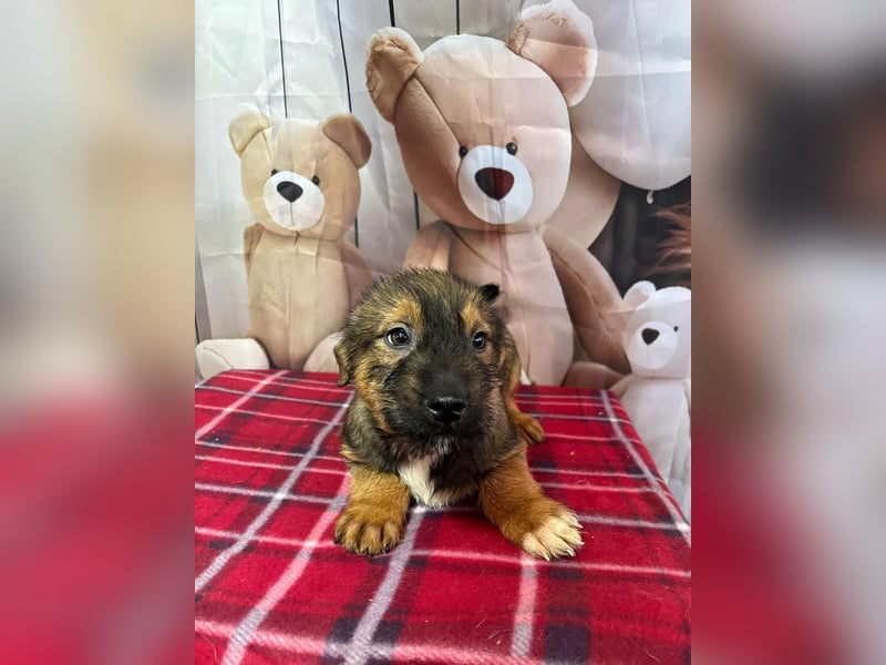 Archie – bereit für das große Welpenabenteuer