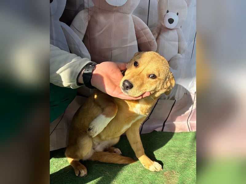 Hübsche IRIS-verschmust, liebesbedürftig sucht sie dringend ihr liebevolles Für-immer-Zuhause